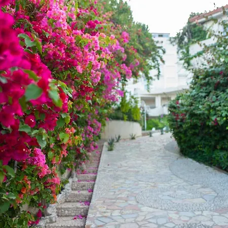 Bougainvill Sunset Saranda